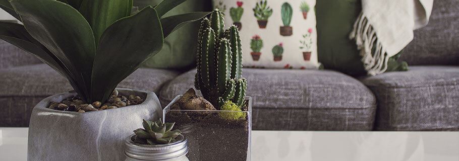 plants on the living room coffee table